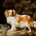 A Liver and White King Charles Spaniel in a Wooded Landscape
